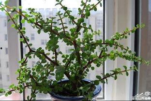 京枝玉叶,宫廷风华与皇家荣耀的传奇故事